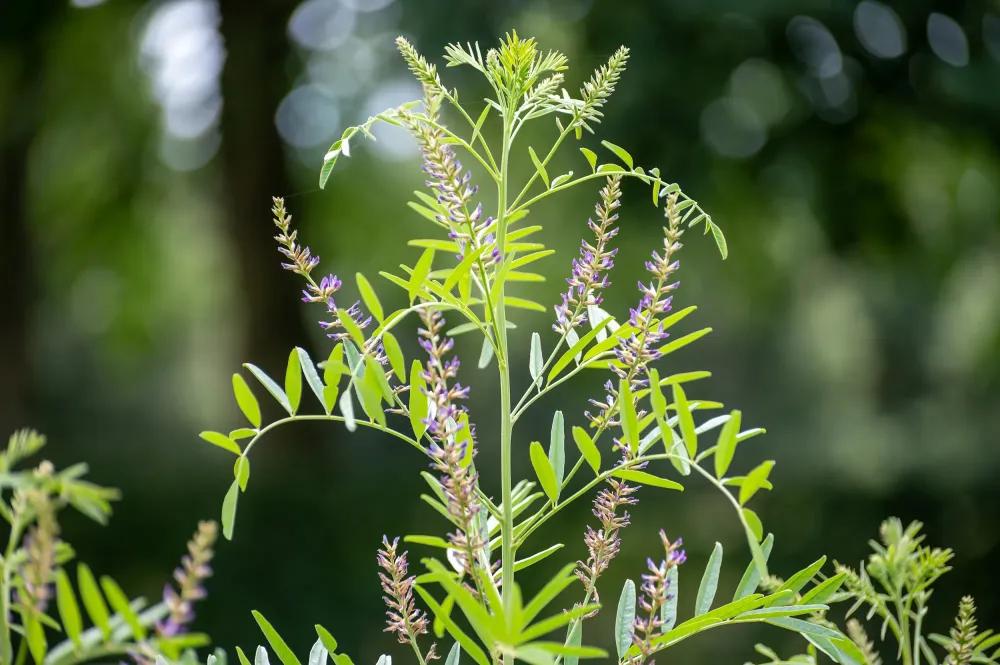 Phytothérapie près de Prissé