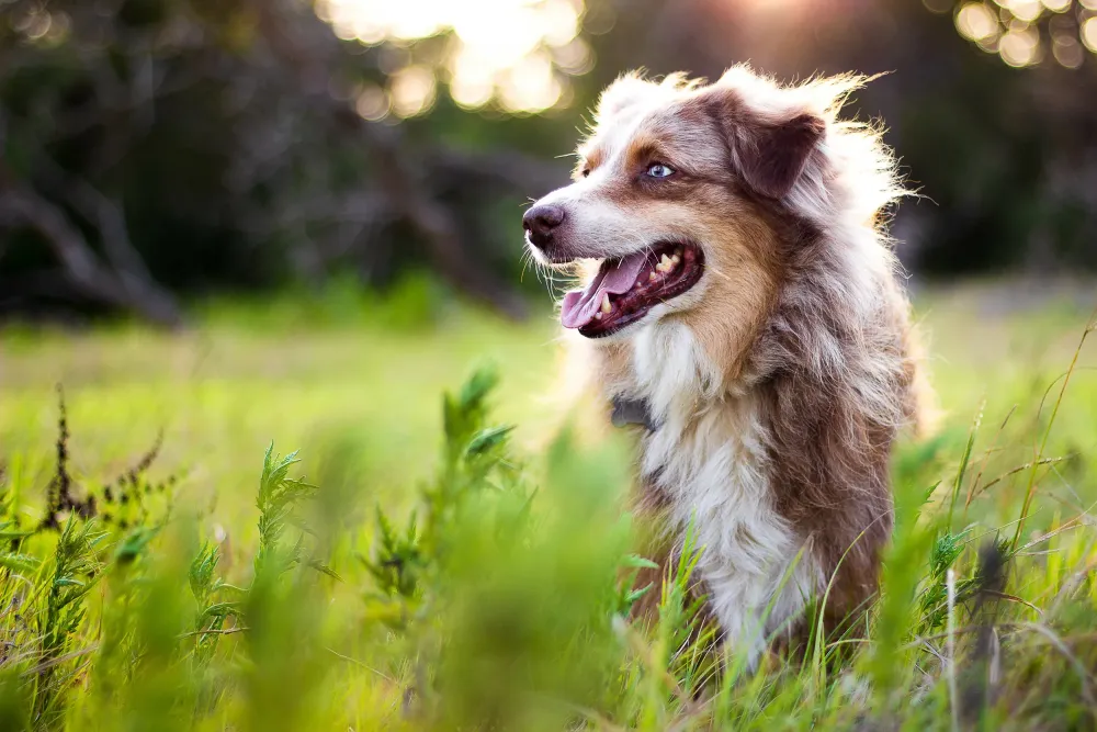 chien