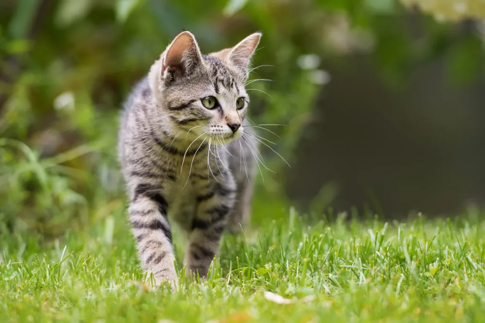 chat